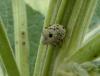 Cionus sp.